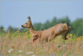 <p>SRNEC OBECNÝ (Capreolus capreolus)</p>